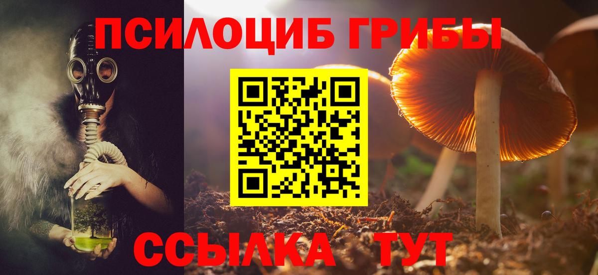 Галлюциногенные грибы Psilocybine cubensis  Галлюциногенные грибы прущие грибы  Лобня 
